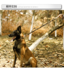 Super strong large dog collar with D-Ring & Buckle Collars Medium sized dog Golden haired horse dog Fierce dog collar - Army green - L